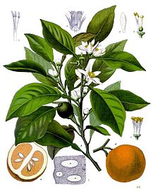 Neroli Essential Oil